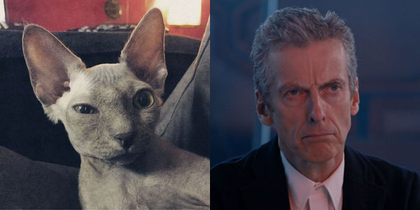 Hairless Cats That Look Like Peter Capaldi Doctor Who 