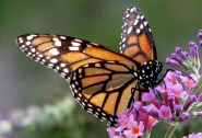 Save The Monarchs Plant Some Milkweed The Mary Sue