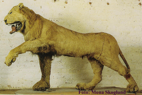 king's stuffed lion