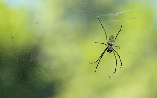 Why spiders don't stick to their webs - Australian Geographic