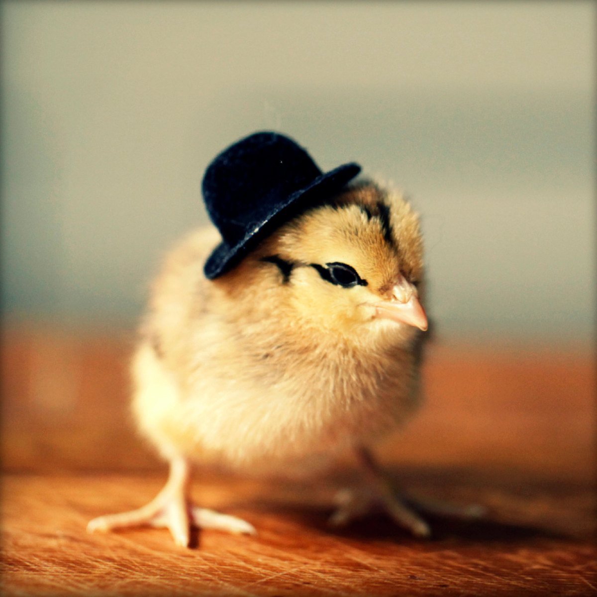 Chicks in Hats Etsy Store | The Mary Sue