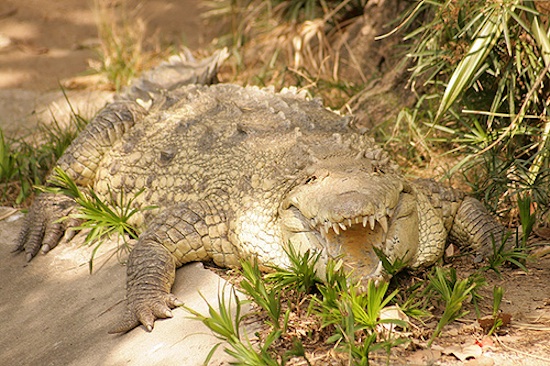 Crocodile, alligator jaws more sensitive than human fingertips