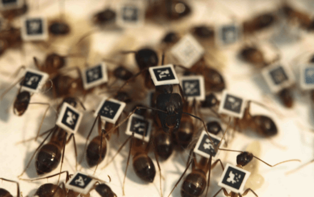 Ants With Codes