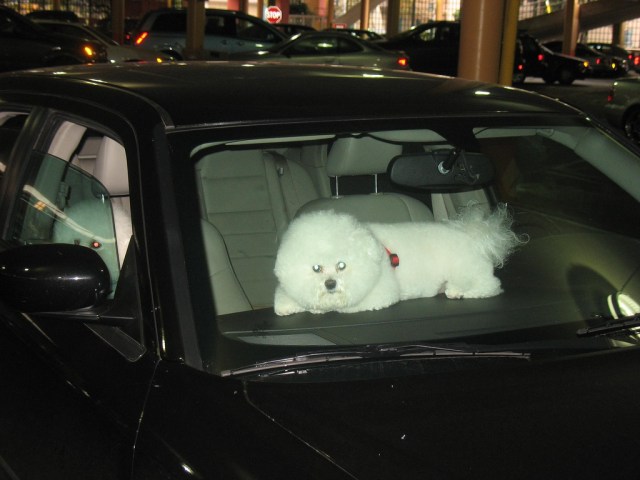 Car Dog