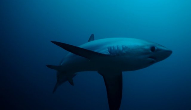 Thresher Shark