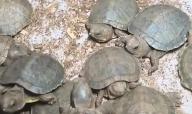 Turtles