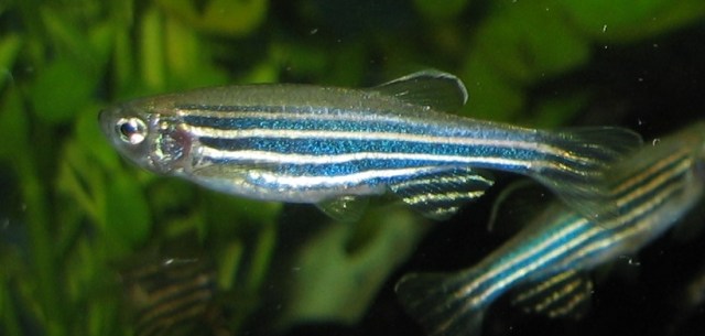 Zebrafish