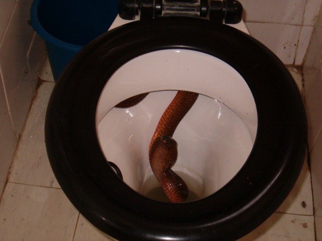 toilet snake