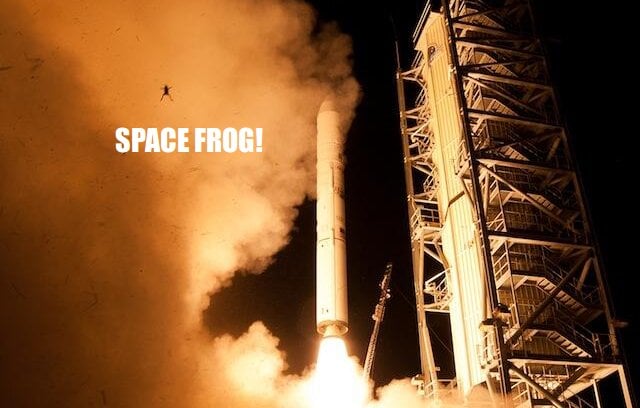 Ladee Frog Cover