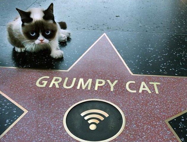 Grumpy Cat