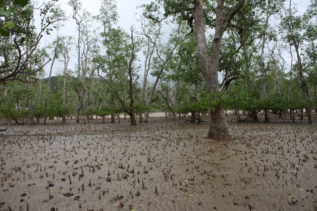 Malaysia Swamp