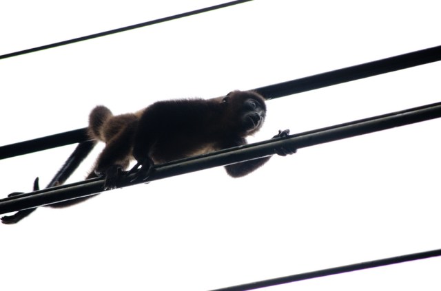 Monkey on Power Lines