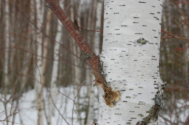 birch