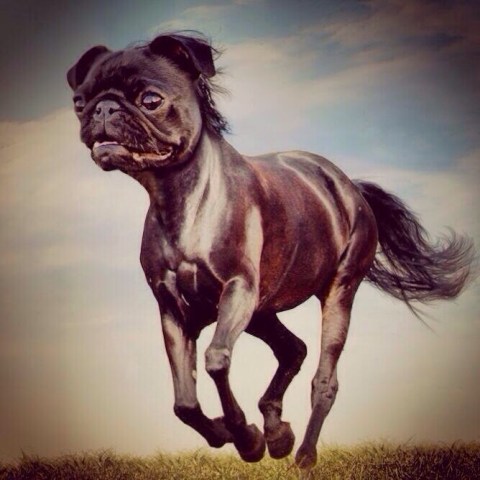 pughorse