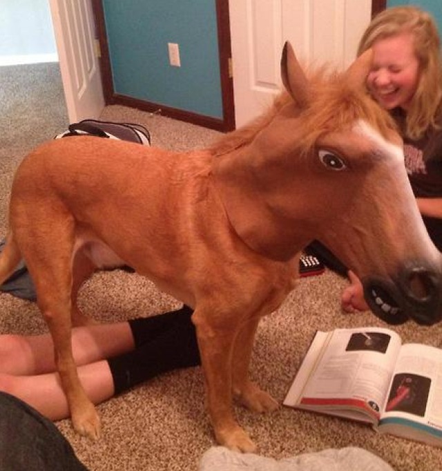 DogHorse