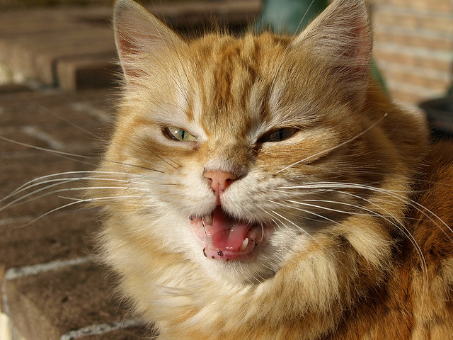 Angry meow cat stock photo. Image of life, beautiful, expression