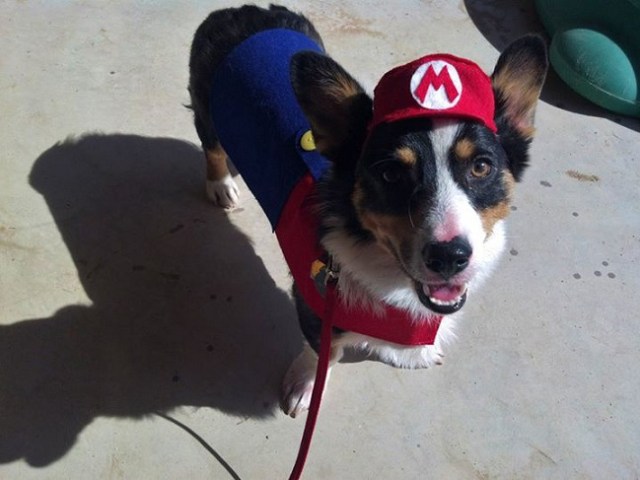 kiba the cosplaying corgi