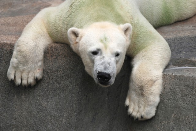 Chemical Pollution Might Be Weakening Polar Bear Penises The Mary Sue 