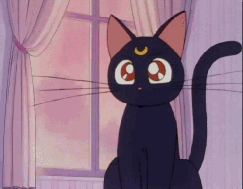 evil look angry cat gif
