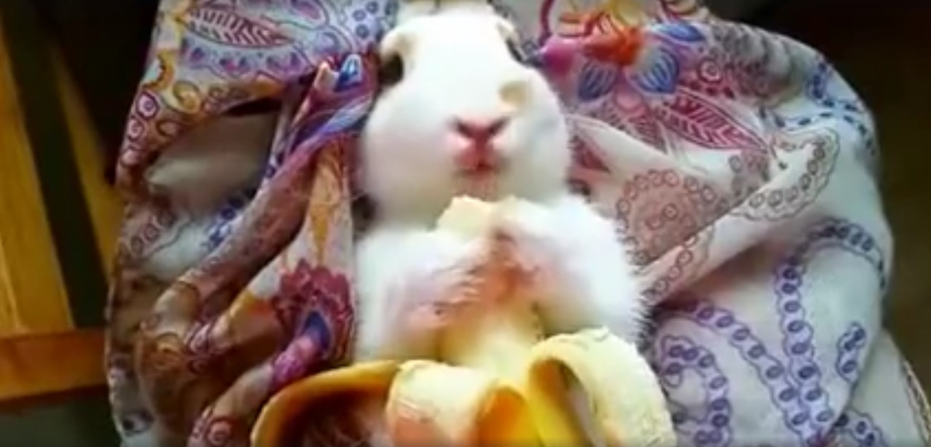 Monday Cute Bunny Eating Banana The Mary Sue