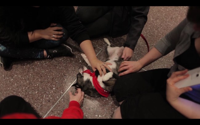 mit puppy lab