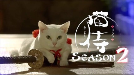 neko zamuri cat samurai twitter