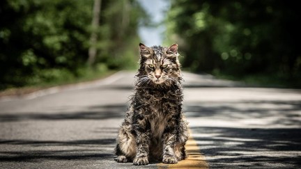 Pet Sematary Cat sitting in the road