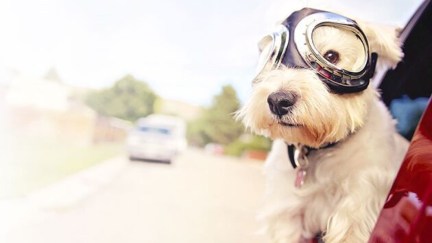 A dog wearing goggles hangs its head out of a car window.