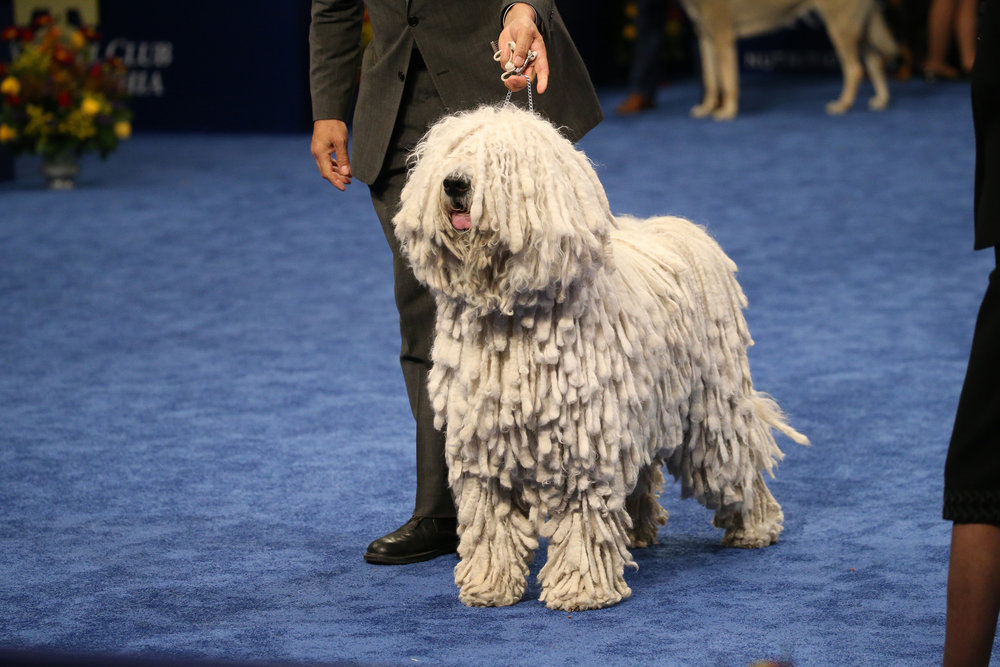 A Geek S Guide To The National Dog Show The Mary Sue