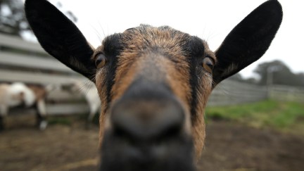 A close-up of a brown goat's face.