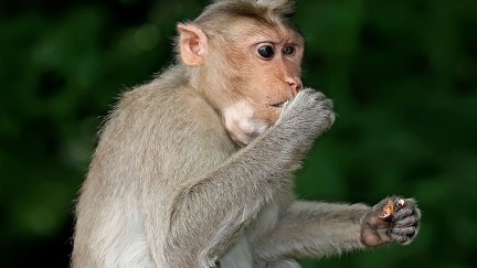 Monkey in India