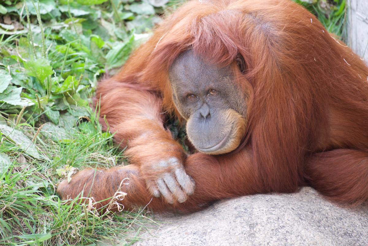 and orangutan who got the covid vaccine before you