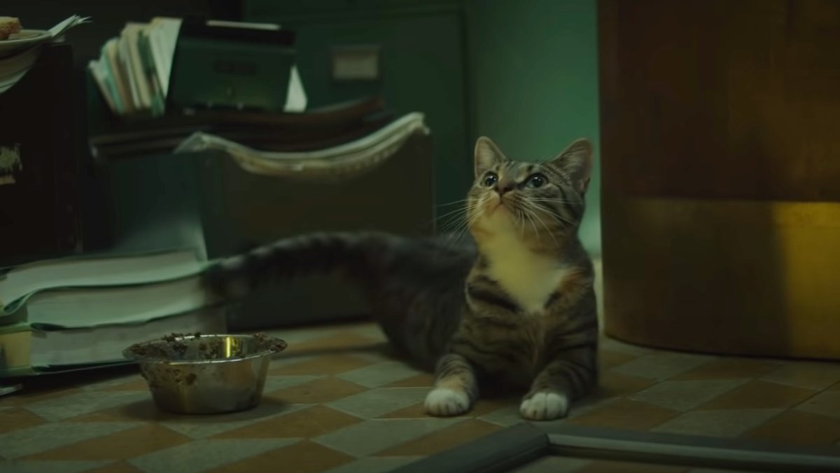 cat in the loki trailer