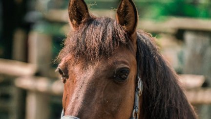 A closeup of a horse's face looking into the camera