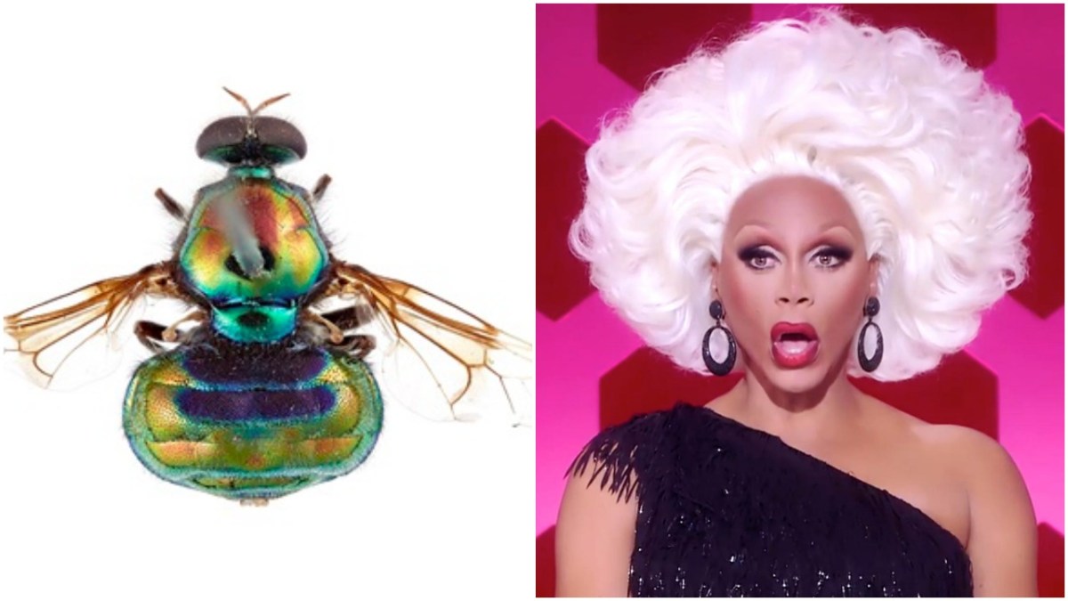 View from above (dorsal view) of the new opal thorn soldier fly named after RuPaul, Opaluma rupaul, and the real RuPaul