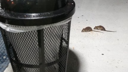 NYC Rat Rodents Eating Off Ground Near Trash Can