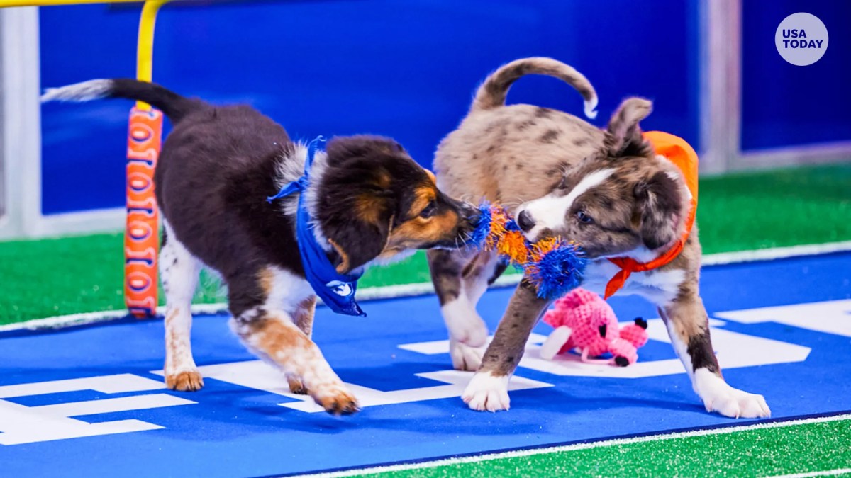 How to Stream Super Bowl 2021 (and Puppy Bowl, Kitten Bowl)