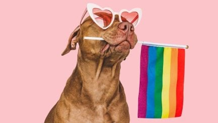 A dog wears hart-shaped sunglasses and holds a pride flag in its mouth.