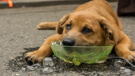 A dog lies on the ground resting its head in a bowl of ice water