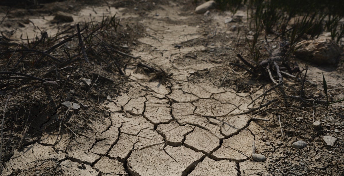 A cracked and dry path with dead plants on either side.