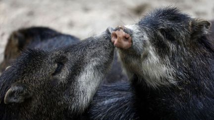 Two cute pig-like animals (javelinas) touch snouts