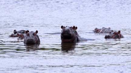 Pablo Escobar hippos