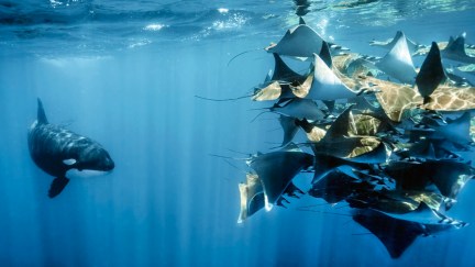 An orca circling a group of stingrays in 'Planet Earth III'