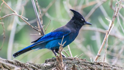 Stellar's Jay on a log