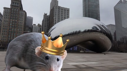 A cute rat wearing a large gold crown imposed on a scenic shot of Chicago's iconic Bean statue.