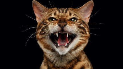 Closeup Portrait of Hissing Bengal Male Cat on Black Isolated Background