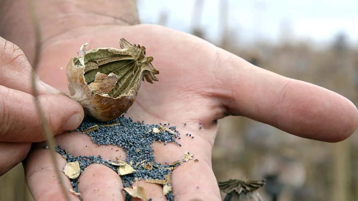 A close up of poppy seeds in someone's hand