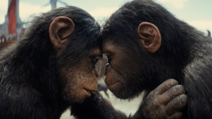 apes touching foreheads in kingdom of the planet of the apes