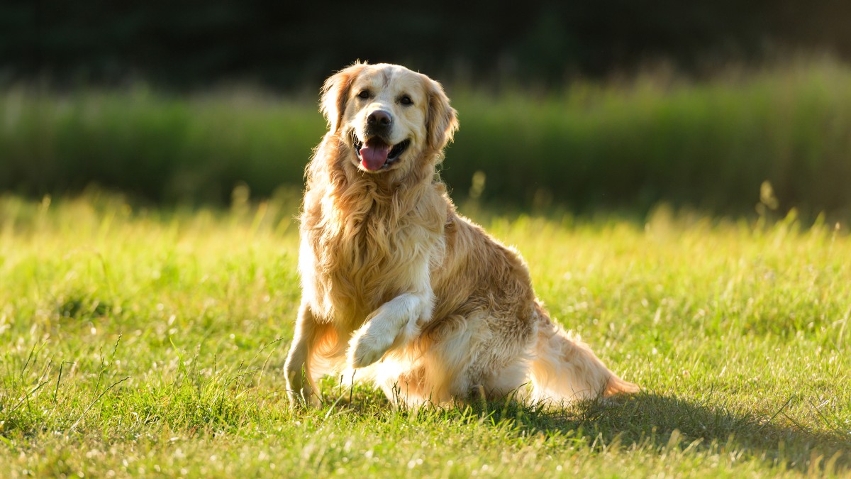 A Golden Retriever sitting in the grass