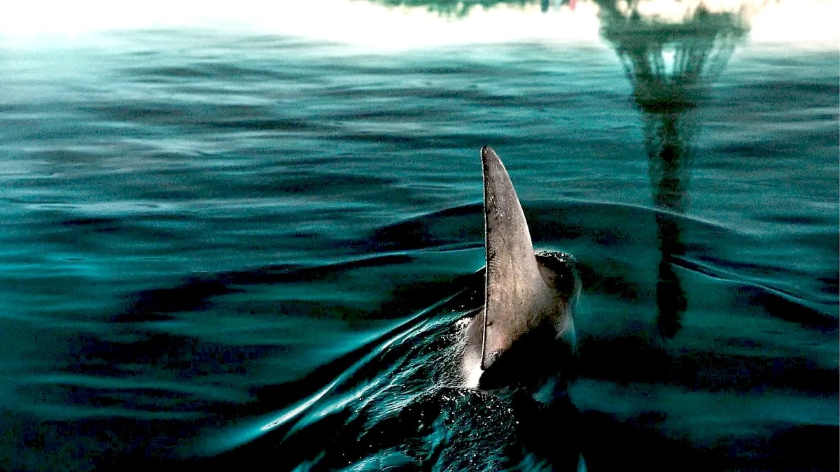 A shark fin moving through water.